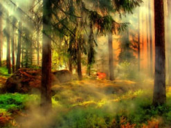 В сети заявили, что в российской Сибири сгорело уже 19 населенных пунктов