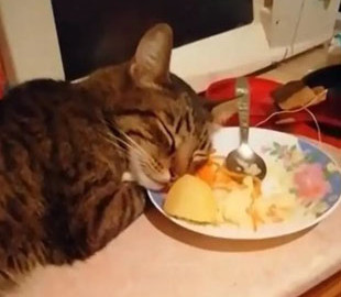 «Тигру больше не наливать»: кот утомился и заснул прямо в тарелке с салатом