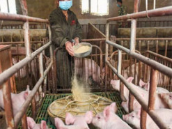 Huawei на фоне падения продаж смартфонов займётся разработкой технологий для свиноводства