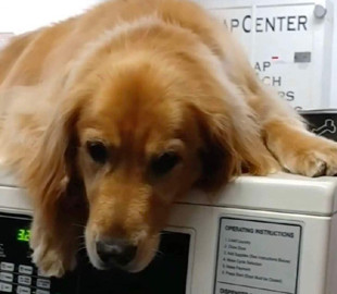 Забавная привычка: в США собака ежедневно лежит на стиральных машинах