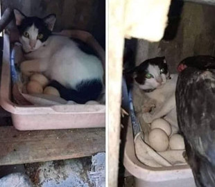 Сеть насмешил кот, решивший высидеть яйца вместо курицы