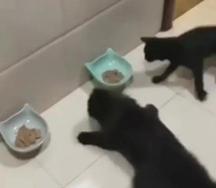 «Котийский дрифт»: забег котов за едой рассмешил зрителей