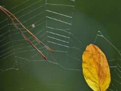 Гороскоп на 30 вересня для всіх знаків зодіаку: день ретельно виважених рішень