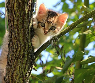 Як коти пролазять через малі отвори: вчені з’ясували