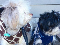 Пес с человеческим лицом стал любимчиком соцсетей