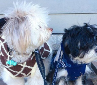 Пес с человеческим лицом стал любимчиком соцсетей