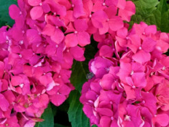 Гороскоп на 17 серпня для всіх знаків зодіаку: день, коли творчість принесе славу чи гроші