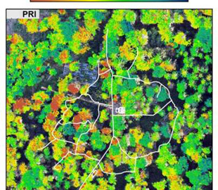 Дрони виявляють стрес дерев у лісах Швейцарії