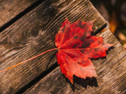 Як українці відпочиватимуть у листопаді 2022: календар усіх вихідних та свят