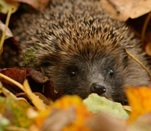 Прогноз погоди на вихідні 5–6 листопада: вікенд у відтінках сірого