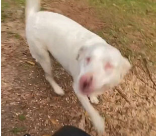 Реакция слепой собаки на появление хозяина растрогала пользователей Сети