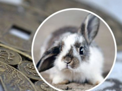 Близиться рік Чорного Кролика: що чекає всі знаки за східним гороскопом