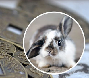 Близиться рік Чорного Кролика: що чекає всі знаки за східним гороскопом