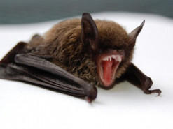У кажанів у Росії знайшли новий небезпечний штам коронавірусу
