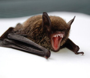 У кажанів у Росії знайшли новий небезпечний штам коронавірусу
