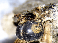 Ключі до давньої катастрофи. Бджоли муміфікувалися у коконах 3 000 років тому: що знайшли вчені