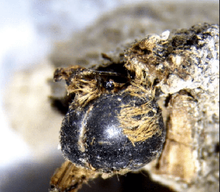 Ключі до давньої катастрофи. Бджоли муміфікувалися у коконах 3 000 років тому: що знайшли вчені