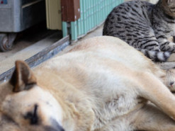 IT-підрозділ столичної мерії шукає підрядника, який за 5 млн грн модернізує реєстр з пошуку тварин