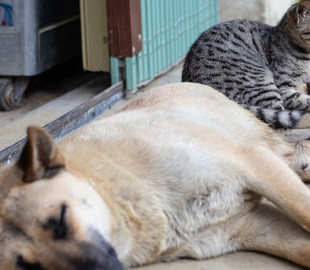 IT-підрозділ столичної мерії шукає підрядника, який за 5 млн грн модернізує реєстр з пошуку тварин