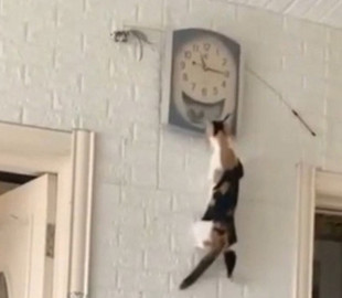 «Сейчас починим и полетим!» — курьезный кот забрался на стену, чтобы починить часы