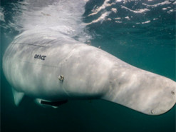 Розкриті технічні характеристики німецького автономного підводного дрона Greyshark Foxtrot