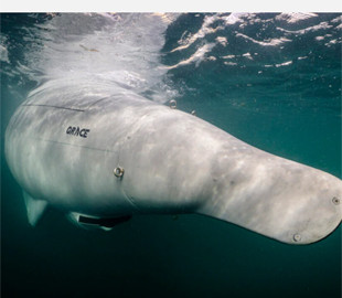 Розкриті технічні характеристики німецького автономного підводного дрона Greyshark Foxtrot