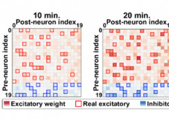 Новий нейроморфний чип імітує мозок у реальному часі
