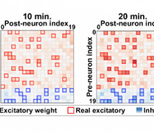 Новий нейроморфний чип імітує мозок у реальному часі