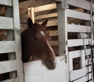 Лошадь заскучала в стойле и решила поболтать языком - каждый развлекается, как может