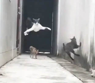 Забавный ролик из Сети: кот расправил лапы и «полетел» от преследователей