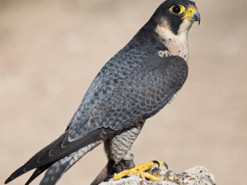 Вчені розповіли про найшвидшого птаха на Землі