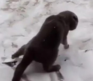 Кот забавно «танцевал» на снегу