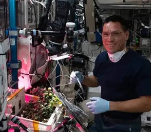 На МКС виявили втрачений 8 місяців тому овоч
