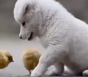 Трогательное знакомство щенка с цыплятами попало на видео