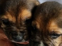 Виправити помилки заводчиків. У Південній Кореї вперше клонували біглів