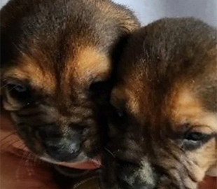 Виправити помилки заводчиків. У Південній Кореї вперше клонували біглів