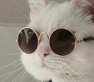 Коты в образе культовых режиссеров: появился забавный флешмоб