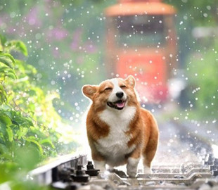 Корги принес хозяйке пиво из холодильника и прославился