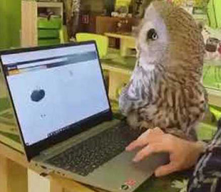 Сеть покорила сова с кошачьими повадками