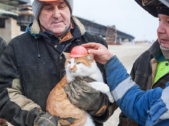 Главной звездой Крымского моста стал кот