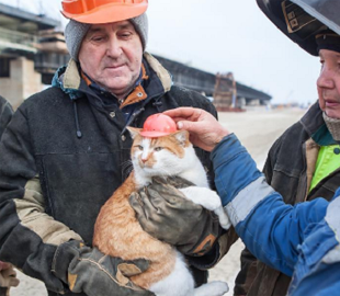 Главной звездой Крымского моста стал кот