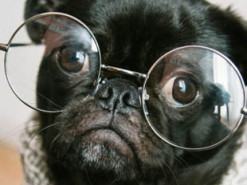 Просмотр видео с милыми животными снижает стресс – ученые