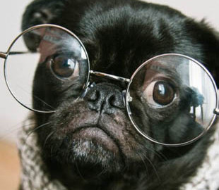 Просмотр видео с милыми животными снижает стресс – ученые