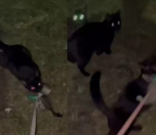 Уличная кошка пыталась украсть домашнего котёнка