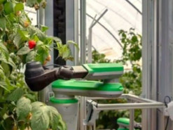 Вчені створили робота, який збиратиме малину не гірше за людей