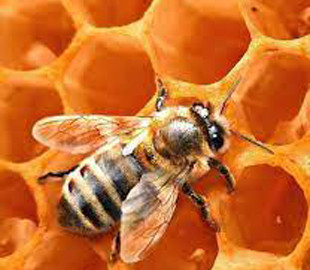 Пенсіонер віддав за неіснуючих бджіл 16 тисяч гривень
