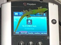 На Гаваях хтось телефонував людям і мовчав у слухавку. Це був гекон на сенсорному телефоні