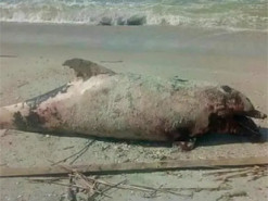 Російська війна убиває дельфінів: зоологи повідомили про масову загибель тварин у Чорному морі