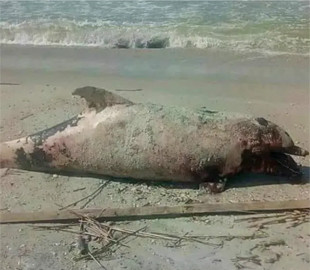 Російська війна убиває дельфінів: зоологи повідомили про масову загибель тварин у Чорному морі