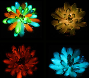 Новітня технологія дозволить тримати рослини замість нічників